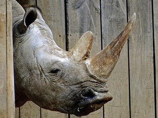 Обои морда, фон, носорог, зоопарк, face, background, rhino, zoo разрешение 1920x1200 Загрузить