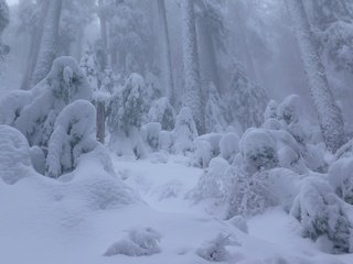 Обои снег, лес, зима, ванкувер, канада, сугробы, британская колумбия, snow, forest, winter, vancouver, canada, the snow, british columbia разрешение 2562x1440 Загрузить