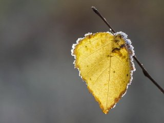 Обои природа, иней, осень, лист, осенние листья, nature, frost, autumn, sheet, autumn leaves разрешение 2560x1726 Загрузить