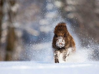 Обои зима, кабан, бежит, вепрь, дикий, winter, boar, runs, wild разрешение 1920x1200 Загрузить