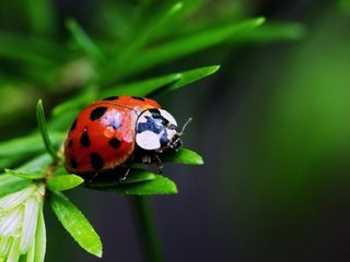 Обои трава, листья, насекомое, пятна, божья коровка, окрас, grass, leaves, insect, spot, ladybug, color разрешение 1920x1280 Загрузить