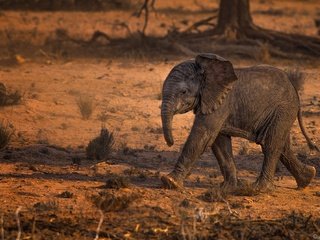 Обои животные, слон, слоненок, животно е, слоники, animals, elephant, elephants разрешение 2000x1329 Загрузить