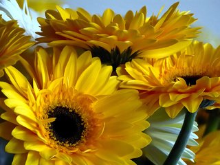 Обои цветы, лепестки, желтые, гербера, flowers, petals, yellow, gerbera разрешение 1920x1285 Загрузить