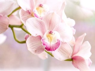 Обои розовый, нежность, орхидея, pink, tenderness, orchid разрешение 1920x1280 Загрузить