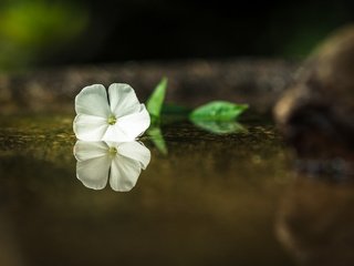 Обои вода, отражение, цветок, лепестки, белые, water, reflection, flower, petals, white разрешение 2048x1365 Загрузить