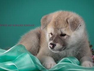 Обои щенок, бежевый, японская акита, puppy, beige, japanese akita разрешение 3000x1949 Загрузить