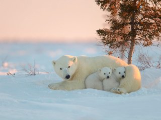 Обои белый медведь, медведица, медвежата, polar bear, bear, bears разрешение 2048x1365 Загрузить