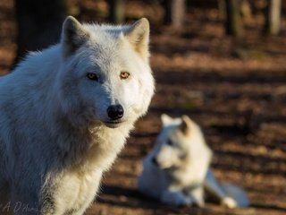 Обои лес, арктический, портрет, белый, хищник, волки, волк, красавец, полярный волк, forest, arctic, portrait, white, predator, wolves, wolf, handsome, polar wolf разрешение 1967x1304 Загрузить