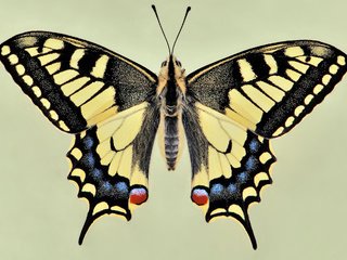 Обои бабочка, крылья, красиво, чешуекрылые, махаон, butterfly, wings, beautiful, lepidoptera, swallowtail разрешение 2560x1600 Загрузить