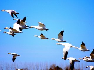 Обои природа, полет, птицы, утки, голубое небо, nature, flight, birds, duck, blue sky разрешение 2880x1913 Загрузить