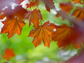 Обои природа, листья, осень, цвет, nature, leaves, autumn, color разрешение 1920x1175 Загрузить