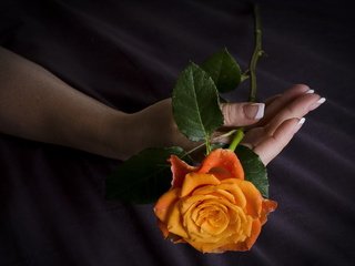 Обои рука, листья, цветок, роза, лепестки, пальцы, маникюр, ilusiones, javier, hand, leaves, flower, rose, petals, fingers, manicure разрешение 2560x1707 Загрузить