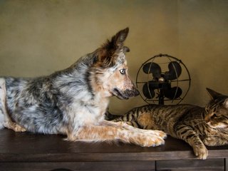 Обои кошка, собака, друзья, австралийская овчарка, вентилятор, cat, dog, friends, australian shepherd, fan разрешение 2048x1152 Загрузить