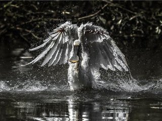 Обои вода, чёрно-белое, крылья, птица, колпица, water, black and white, wings, bird, spoonbill разрешение 2047x1100 Загрузить