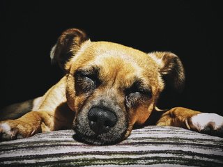 Обои фон, мордочка, собака, дом, пес, уют, лапки, спящий, background, muzzle, dog, house, comfort, legs, sleep разрешение 4607x2731 Загрузить