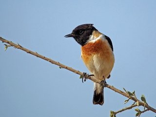 Обои небо, ветка, птица, певчая птица, птаха, черноголовый чекан, ammadoux, the sky, branch, bird, songbird, stonechat разрешение 1920x1481 Загрузить