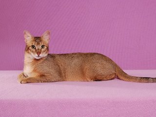 Обои фон, поза, кот, кошка, взгляд, абиссинская, background, pose, cat, look, abyssinian разрешение 1920x1440 Загрузить