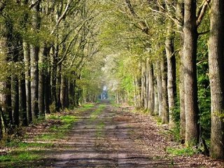 Обои дорога, деревья, лес, road inside trees, road, trees, forest разрешение 1920x1080 Загрузить