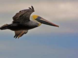 Обои полет, крылья, птица, клюв, пеликан, flight, wings, bird, beak, pelican разрешение 1920x1179 Загрузить