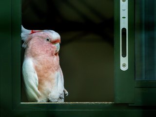 Обои птица, клюв, перья, окно, попугай, какаду, bird, beak, feathers, window, parrot, cockatoo разрешение 2048x1318 Загрузить