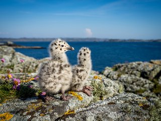 Обои природа, птицы, чайки, норвегия, птенцы, nature, birds, seagulls, norway, chicks разрешение 2048x1365 Загрузить