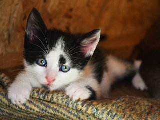 Обои кот, кошка, котенок, киска, чёрно-белый, пушистик, cat, kitty, pussy, black and white разрешение 2880x1915 Загрузить