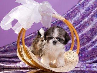 Обои щенок, корзина, бант, ши-тцу, ши-тцу., puppy, basket, bow, shih tzu, shih tzu. разрешение 2100x1308 Загрузить