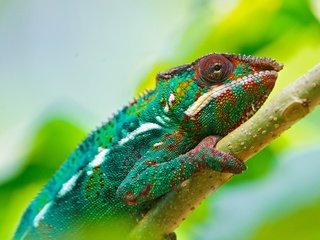 Обои ветка, ящерица, профиль, хамелеон, рептилия, хамелион, branch, lizard, profile, chameleon, reptile разрешение 3500x2188 Загрузить