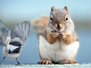 Обои фото, птичка, белочка, photo, bird, squirrel разрешение 1920x1200 Загрузить