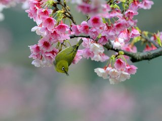 Обои ветка, цветение, птица, вишня, сакура, цветки, японская белоглазка, branch, flowering, bird, cherry, sakura, flowers, japanese white-eye разрешение 2048x1365 Загрузить