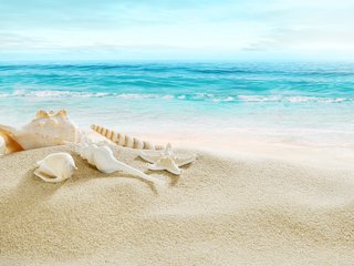 Обои берег, песка, seashells, море, летнее, песок, пляж, ракушки, голубая, морская звезда, рай, shore, sea, summer, sand, beach, shell, blue, starfish, paradise разрешение 5148x3439 Загрузить