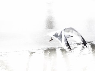 Обои природа, полет, чайка, птица, nature, flight, seagull, bird разрешение 2048x1305 Загрузить