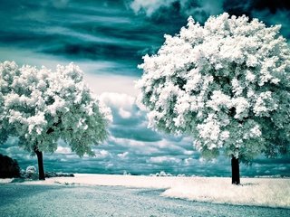 Обои облака, деревья, снег, природа, зима, пейзаж, инфракрасные деревья, clouds, trees, snow, nature, winter, landscape, infrared trees разрешение 1920x1200 Загрузить