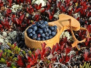 Обои растения, листья, ягоды, черника, ковшик, plants, leaves, berries, blueberries, scoop разрешение 1993x1322 Загрузить