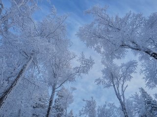 Обои небо, деревья, снег, зима, the sky, trees, snow, winter разрешение 2031x1350 Загрузить