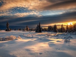 Обои снег, лес, закат, зима, норвегия, норвегии, лиллехаммер, snow, forest, sunset, winter, norway, lillehammer разрешение 2000x1125 Загрузить