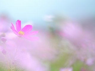 Обои цветы, природа, лепестки, дымка, космея, фокус, flowers, nature, petals, haze, kosmeya, focus разрешение 2048x1365 Загрузить