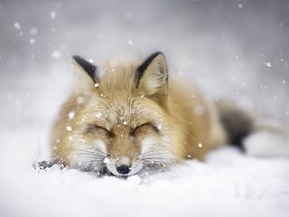 Обои снег, зима, животные, сон, лиса, лисица, snow, winter, animals, sleep, fox разрешение 2048x1365 Загрузить