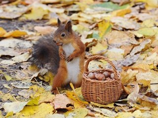 Обои орехи, осень, белка, корзинка, nuts, autumn, protein, basket разрешение 2960x2108 Загрузить