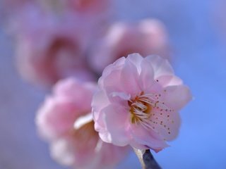 Обои природа, цветение, лепестки, весна, сакура, nature, flowering, petals, spring, sakura разрешение 3000x2140 Загрузить