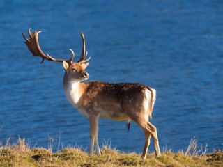 Обои природа, олень, фон, рога, nature, deer, background, horns разрешение 2048x1459 Загрузить