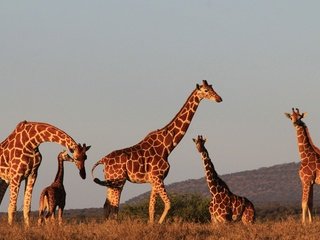 Обои вечер, солнце, природа, закат, жирафы, the evening, the sun, nature, sunset, giraffes разрешение 2900x1700 Загрузить