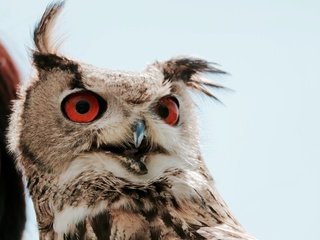 Обои природа, птица, животное, филин, оперение, massimo mancin, nature, bird, animal, owl, tail разрешение 4000x6000 Загрузить