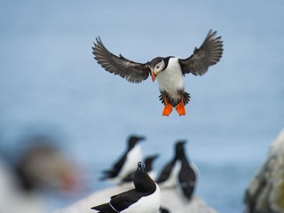 Обои полет, крылья, птицы, тупик, puffin, ray hennessy, гагарка, flight, wings, birds, stalled, razorbill разрешение 3012x2004 Загрузить