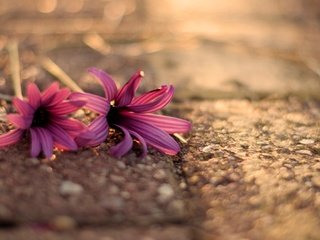 Обои цветы, песок, лепестки, розовые, герберы, flowers, sand, petals, pink, gerbera разрешение 1920x1200 Загрузить