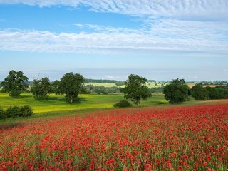 Обои небо, облака, деревья, поле, лето, красный, маки, мак, the sky, clouds, trees, field, summer, red, maki, mac разрешение 2048x1365 Загрузить