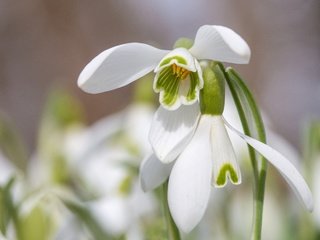 Обои цветы, макро, лепестки, весна, подснежники, flowers, macro, petals, spring, snowdrops разрешение 5407x3605 Загрузить