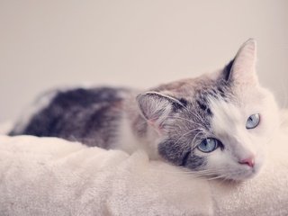 Обои мордочка, кошка, взгляд, голубые глаза, muzzle, cat, look, blue eyes разрешение 3600x2385 Загрузить