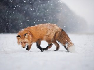 Обои снег, зима, взгляд, лиса, лисица, боке, snow, winter, look, fox, bokeh разрешение 2048x1367 Загрузить