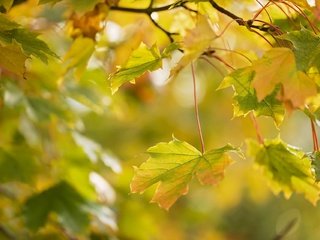 Обои ветка, природа, листья, макро, ветки, осень, размытость, клен, branch, nature, leaves, macro, branches, autumn, blur, maple разрешение 1920x1279 Загрузить